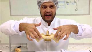 Anatomia Animal  Osteologia