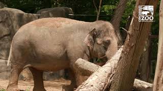 Elephant Trek Ground Breaking - Cincinnati Zoo