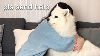 Hugging my dog for too long [FUNNY REACTION] ?