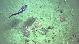 Strange Behavior: Crabs Fend Off Catshark | Nautilus Live