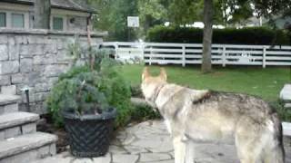 Wolf Hybrid Howls