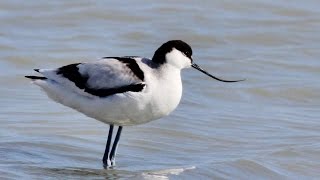 Pied avocet (Recurvirostra avosetta) (Linnaeus, 1758) Αβοκέτα - Cyprus