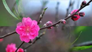Hoa Đào, Hoa Mai Đẹp Ngày Xuân Tết