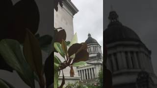 Magnolia flowers at the Capital!