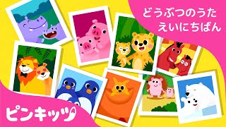 どうぶつのかぞく | どうぶつのうた 英日版 | 子ども向け 英語の歌 | おうち英語 | 知育動画 | キッズソング | ピンキッツ童謡