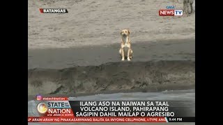 SONA: Ilang aso na naiwan sa Taal Volcano Island, pahirapang sagipin dahil mailap o agresibo