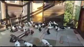 Best Afghani pigeons