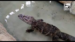 Chinese Alligator Returns to Renovated Reptile House Habitat - Cincinnati Zoo