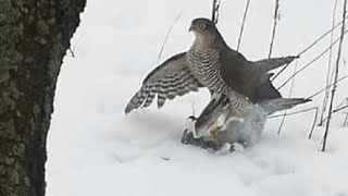 Jastrząb atakuje już codzienne.  Ale zgrane stado wie jak się bronić 20.12.18