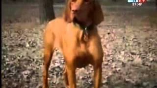 Értékmentés másként-Magyar vizsla 2/2