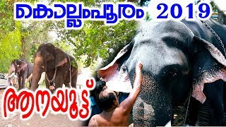#Kollam Pooram 2019 | Kadavoor Sivaraju | Anaoottu | Entekollam