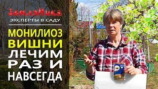 Супер средство от монилиоза. Лечим заболевания вишни, черешни, яблони, груши. 0+