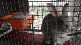 How to Breed Rabbits