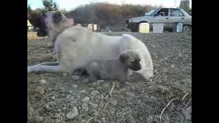 Kangal Efsane Reina ve tek yavrusu