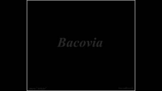 01 zmeu' ninja' - spirit cu peniță ( Bacovia )