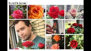 ? Rose “Red Empire” | Роза Флорибунда Ред Эмпаер зацвела!