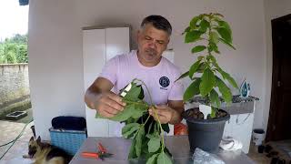 COMO FAZER UMA ENXERTIA DE ABACATE
