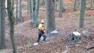 Old Spruce Felling - Alte Fichte Fällung