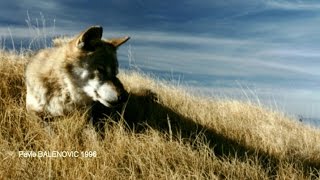 Unbreakable Bond With Gray Wolf