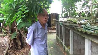 Chia sẻ kinh nghiệm nuôi chim cu gáy trắng , gáy nhật. sđt chủ trang trại 0129 342 3751