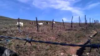 sabuesos cazando liebre