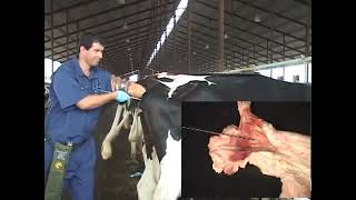 Artificial Insemination Technique In  Cattle 1