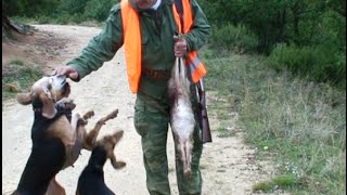 ΚΥΝΗΓΙ ΛΑΓΟΥ ...που να γλυτωσει...