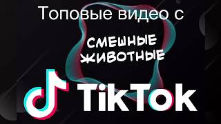 Смешные и милые животные в ТикТок/Funny and cute animals in TikTok