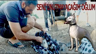 DOGO ARGENTİNO BULUTU KAYBETTİK #bulut