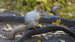 Белки. Этюд в жёлтых тонах / Squirrels. A study in yellow tones