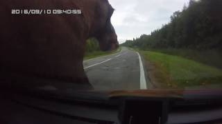 ДТП с лосем