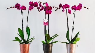 Размножаем Орхидею Фаленопсис черенкованием, проводим омоложение