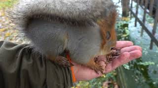 Про Копию и другую белку / About Copy and another squirrel