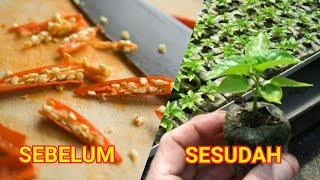 Cara Semai Cabe Rawit Anti Gagal Hanya 2 Hari Sudah Tumbuh Daun, Tanam Setelah Sprout