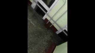 ПЕРВОЕ ВИДЕО С ЛОВЛЕЙ КРЫСЫ