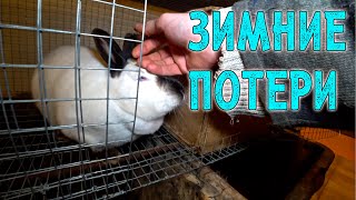 ЛУКЕРЬЯ И МЫШОНОК / Зимние потери (12+)