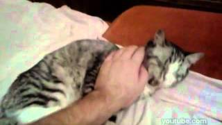 metal brutal cats (брутальные коты)