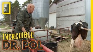 That Was Not a Calving | The Incredible Dr. Pol