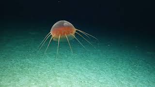 Four Incredible Creature Sightings on Palmyra Atoll | Nautilus Live