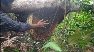 Keajaiban Tidak Ada satupun Hadiah Sengatan yang Diberikan || Menjinakan Lebah Hutan