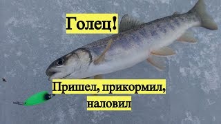 Голец! Пришел, прикормил, наловил / Dolly Varden. Ice fishing