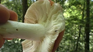 Pilze sammeln -  Ein Täubling im August