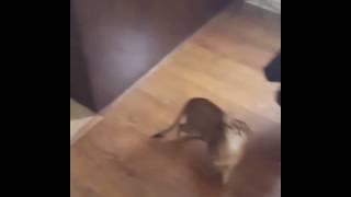 Cat Drags Drone