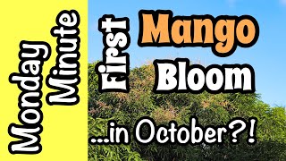 Monday Minute- First Mango Bloom in October?!