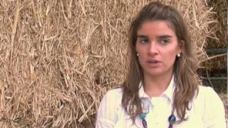Oilseed rape straw as an alternative fuel