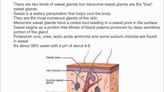 Sweat Glands and Sweat