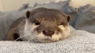 カワウソが寝る準備をして寝る瞬間までの完全マニュアル complete manual for the moment an otter prepares to sleep and goes to bed