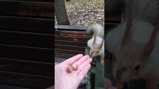 Орешек Ушастику и другой белке / Nut for Ushastik and other squirrels