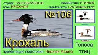 Крохаль. Луток. Голоса птиц