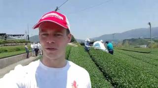 Nuffield Tea farm visit in Japan.